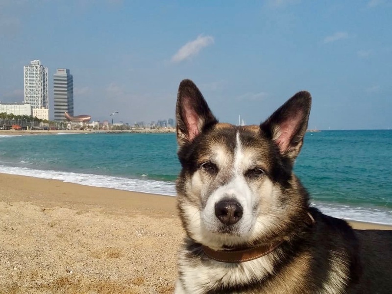 Barcelona mit Hund bereisen