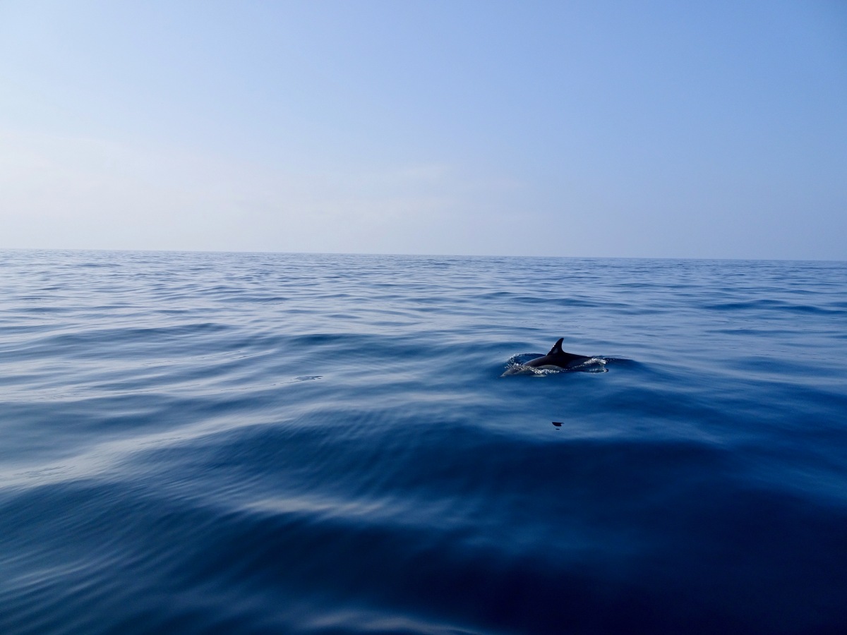 Die Delfine von Sagres